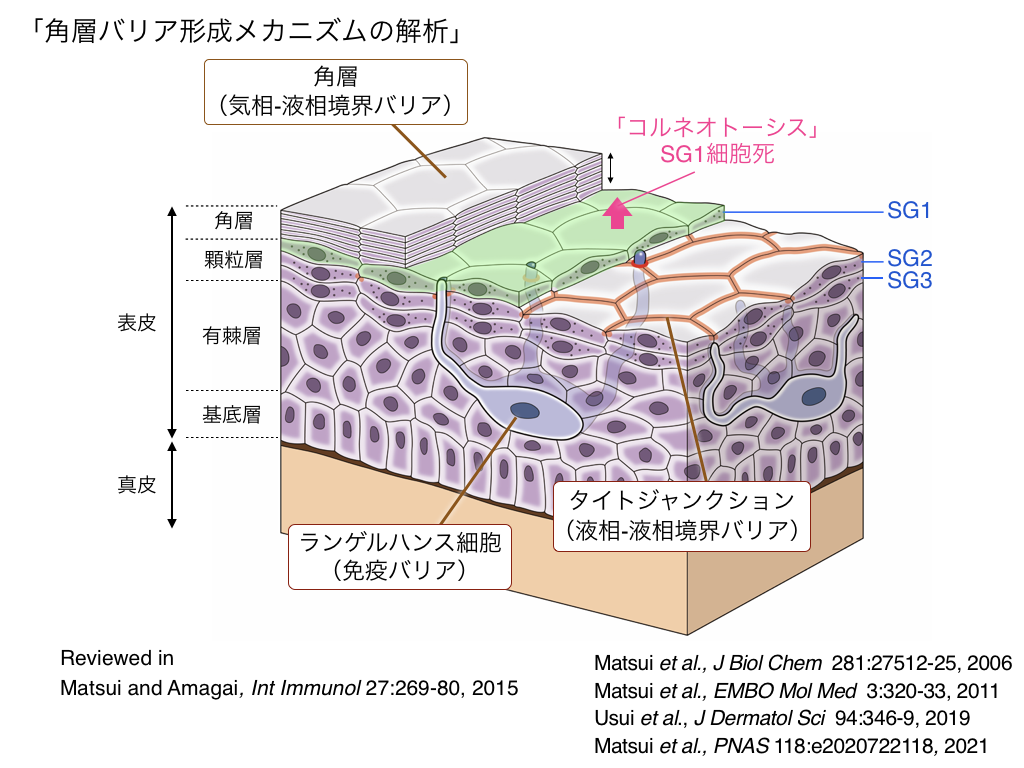 髪の毛が生える仕組み